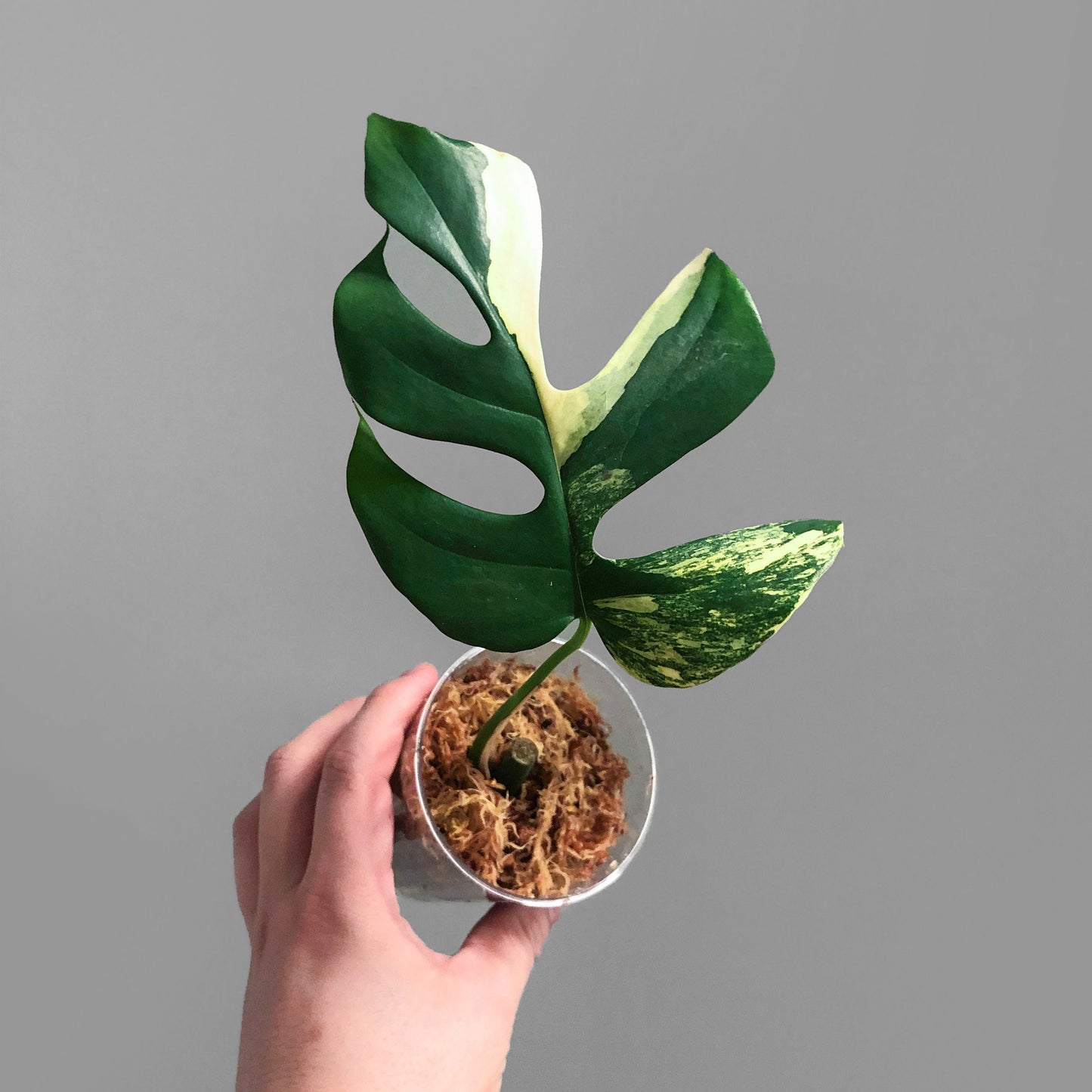 Rhaphidophora Tetrasperma Aurea Variegated
