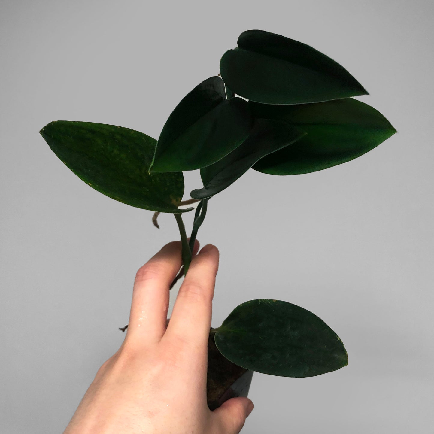 Scindapsus Treubii Dark Form FREE SHIPPING
