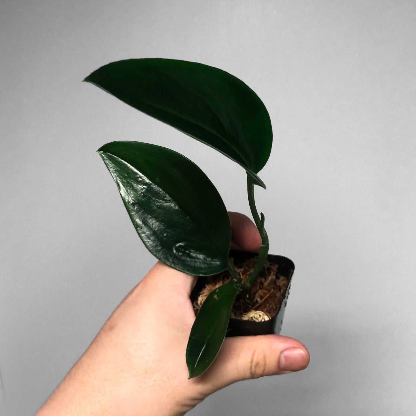 Scindapsus Treubii Dark Form FREE SHIPPING