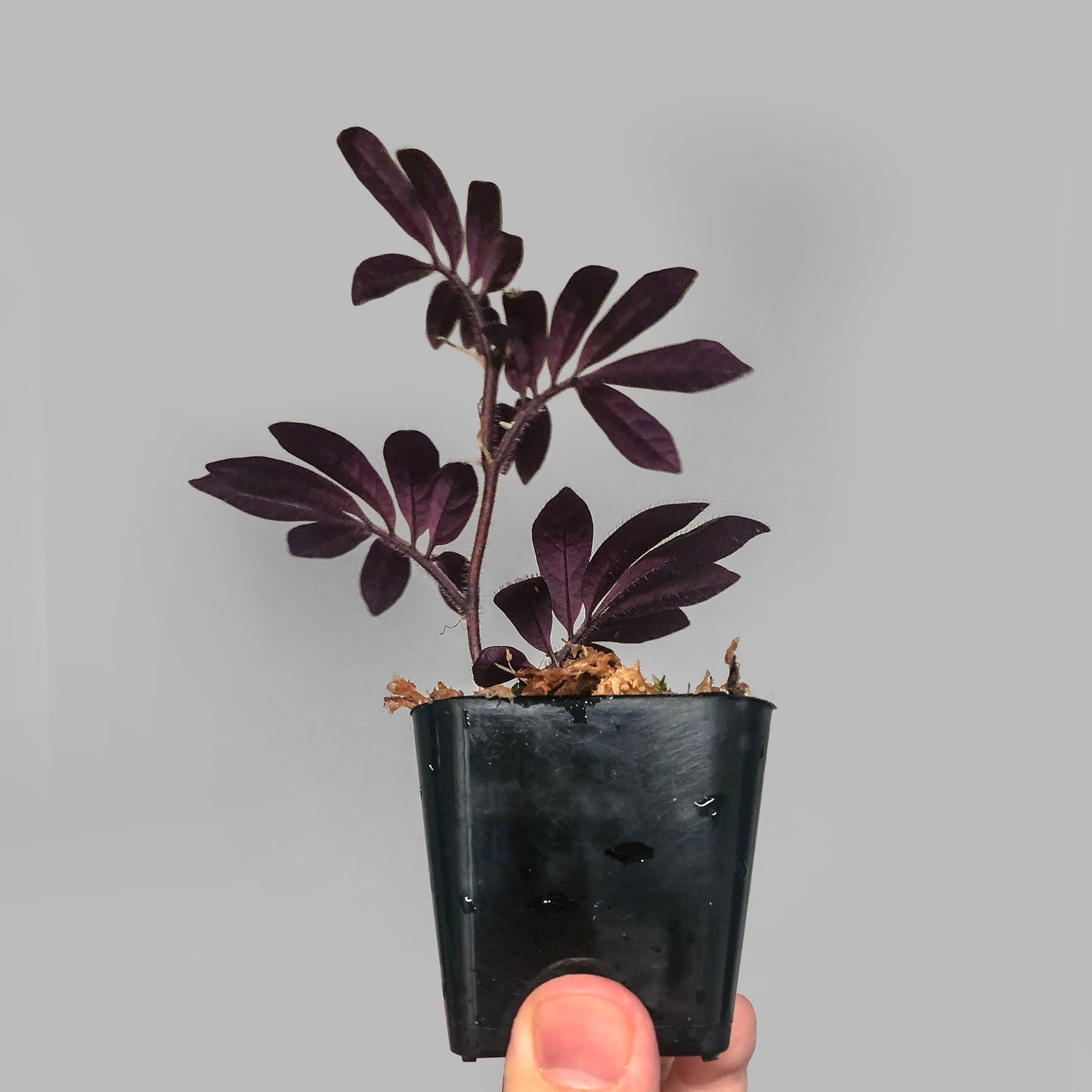 Solanum Uleanum Purple Terrarium Culture