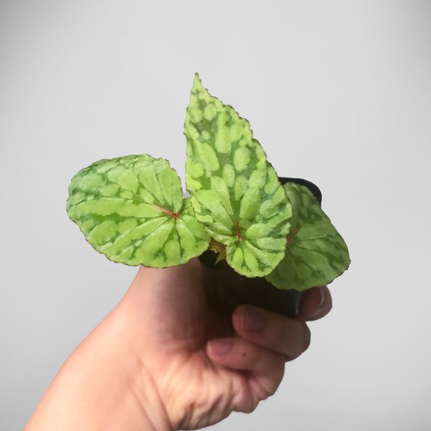 Begonia Chlorosticta Green Terrarium Culture