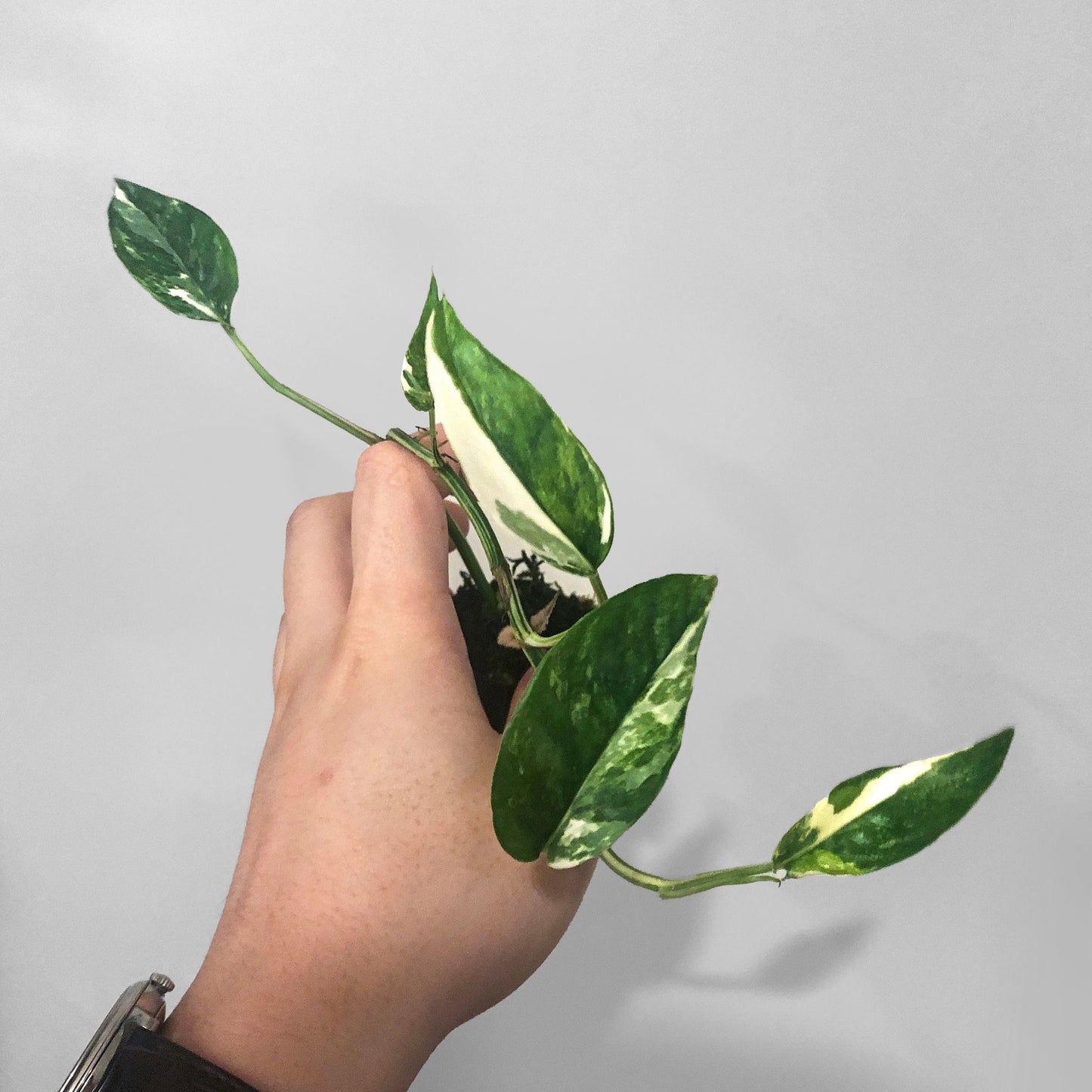 Epipremnum Pinnatum Albo Variegated FREE US SHIPPING