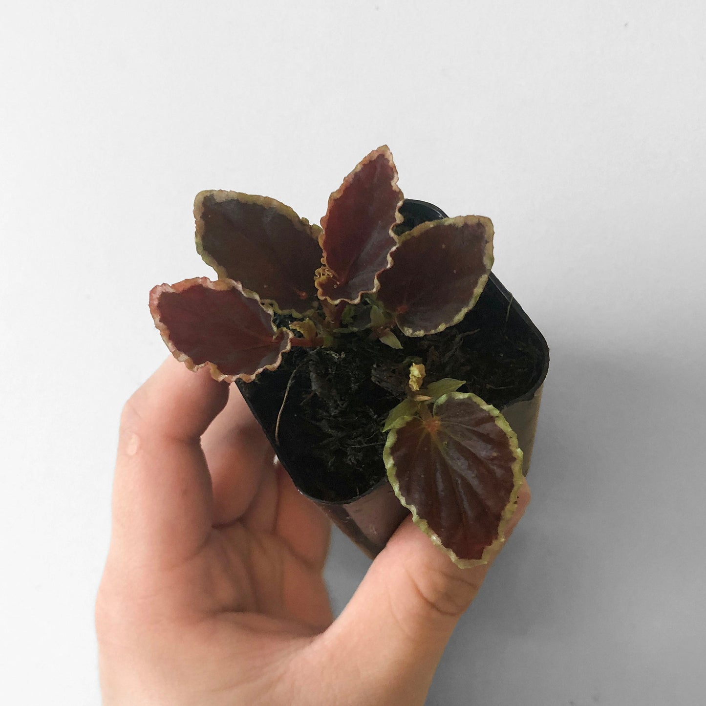 Begonia Darthvaderiana 'Green Spots' Terrarium Culture FREE US SHIPPING