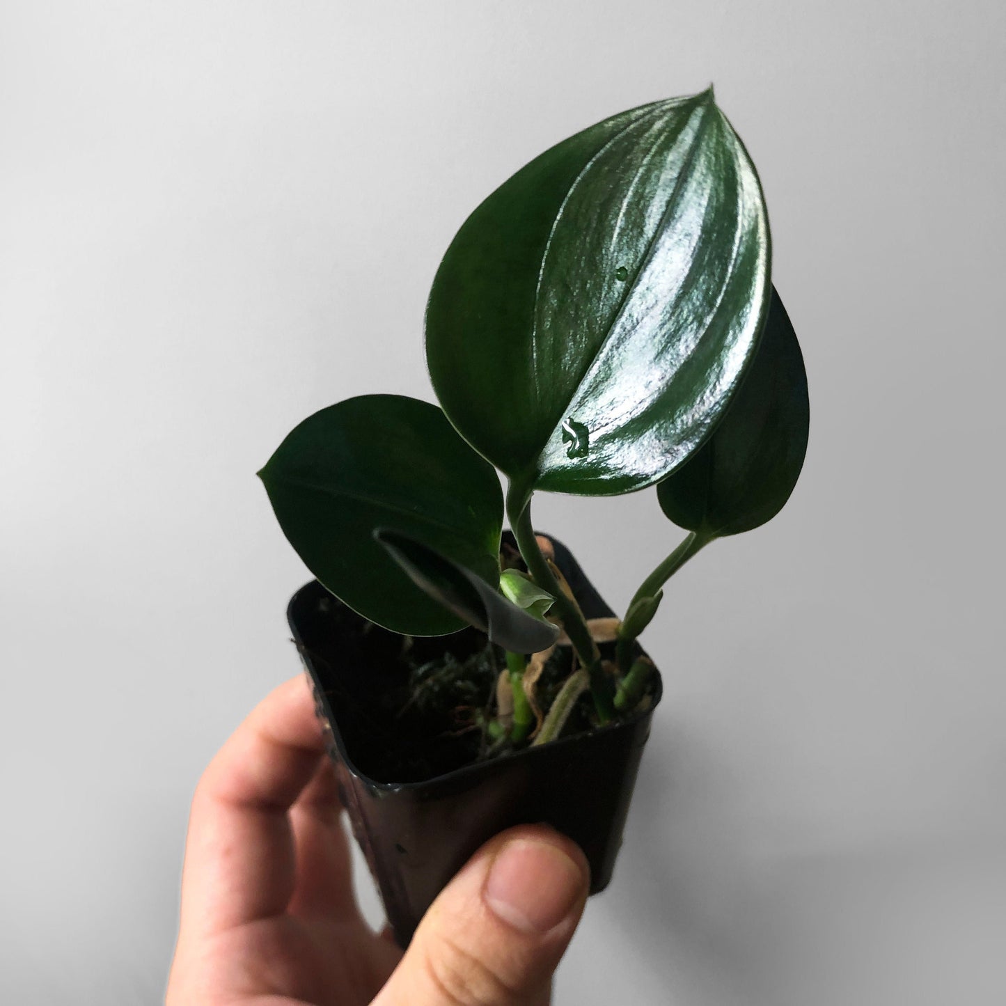 Scindapsus Treubii Dark Form FREE SHIPPING