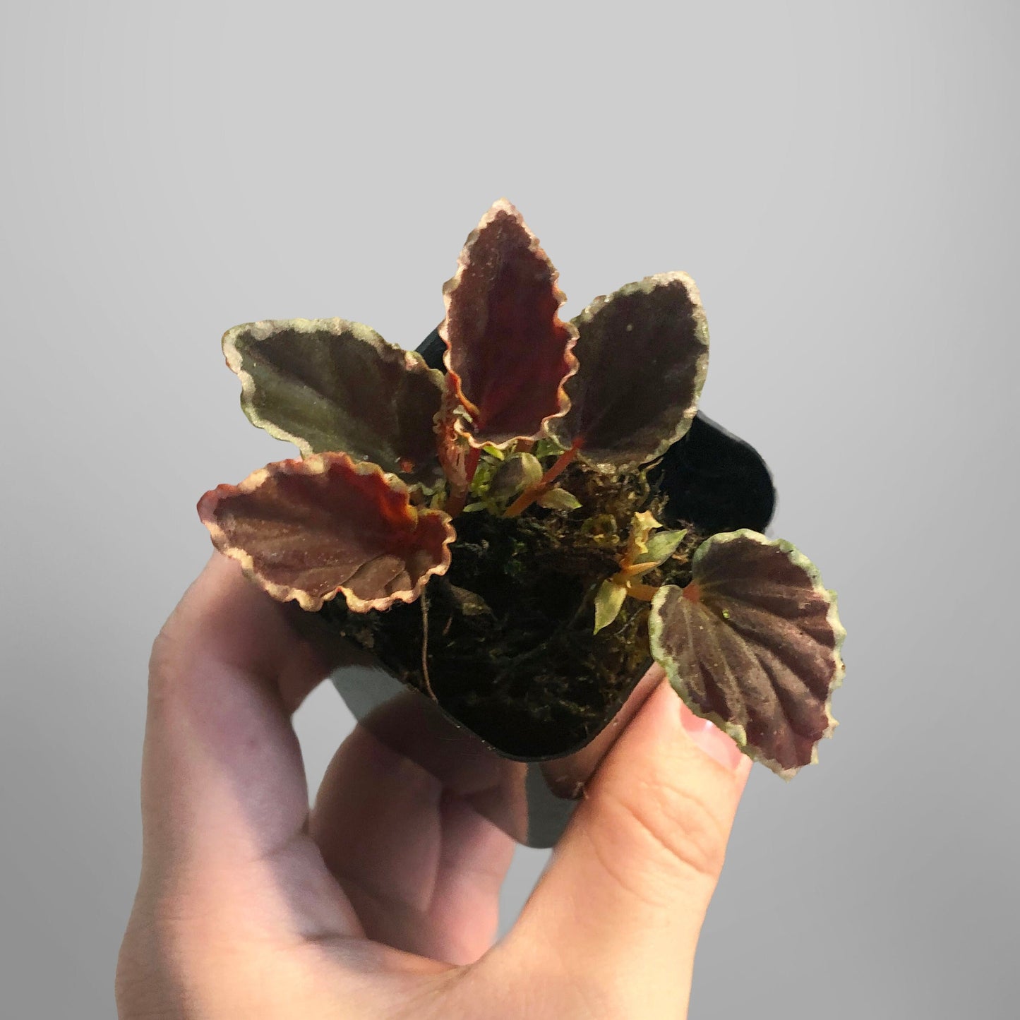 Begonia Darthvaderiana 'Green Spots' Terrarium Culture FREE US SHIPPING