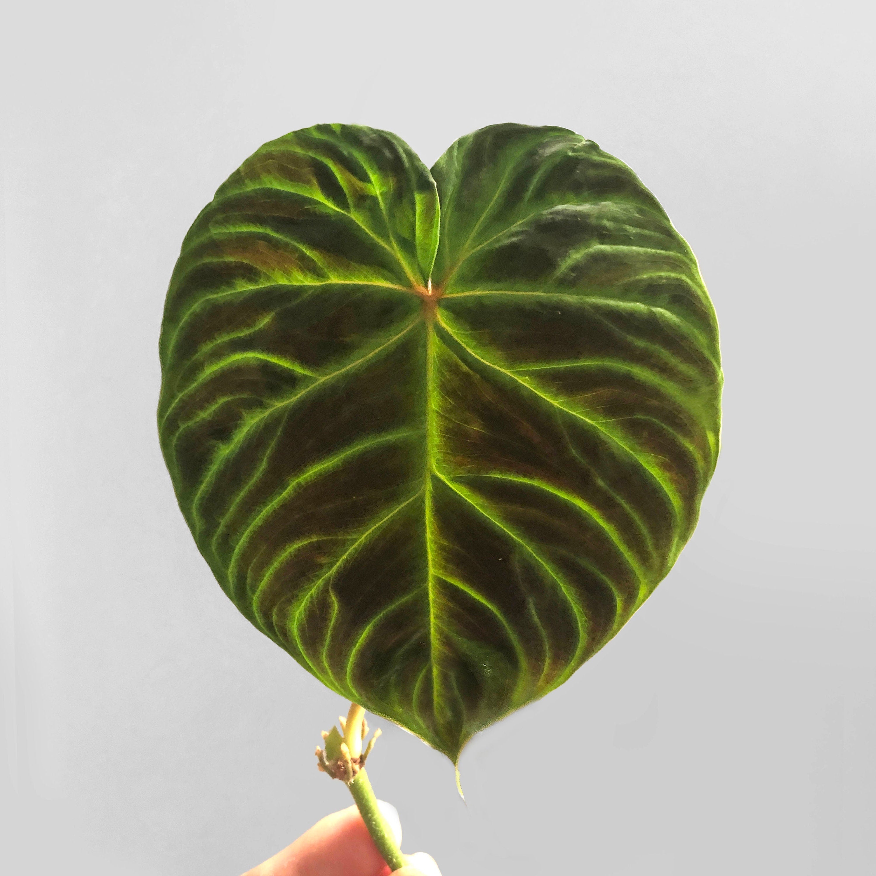 smallest philodendron Philodendron Verrucosum "Mini" – DingPlants