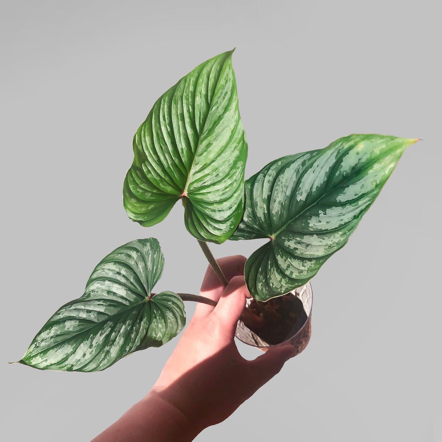 Philodendron Mamei FREE US SHIPPING
