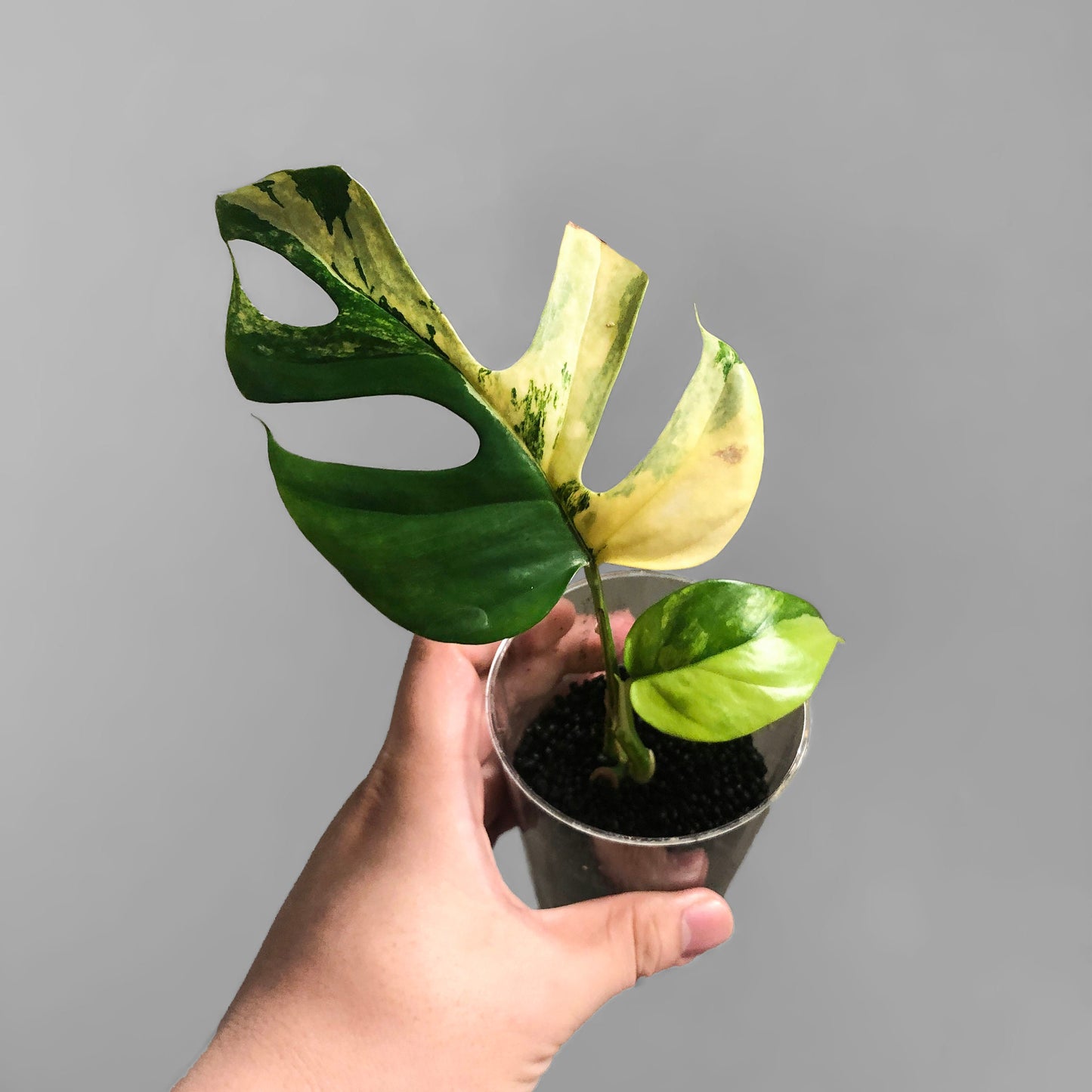 Rhaphidophora Tetrasperma Aurea Variegated