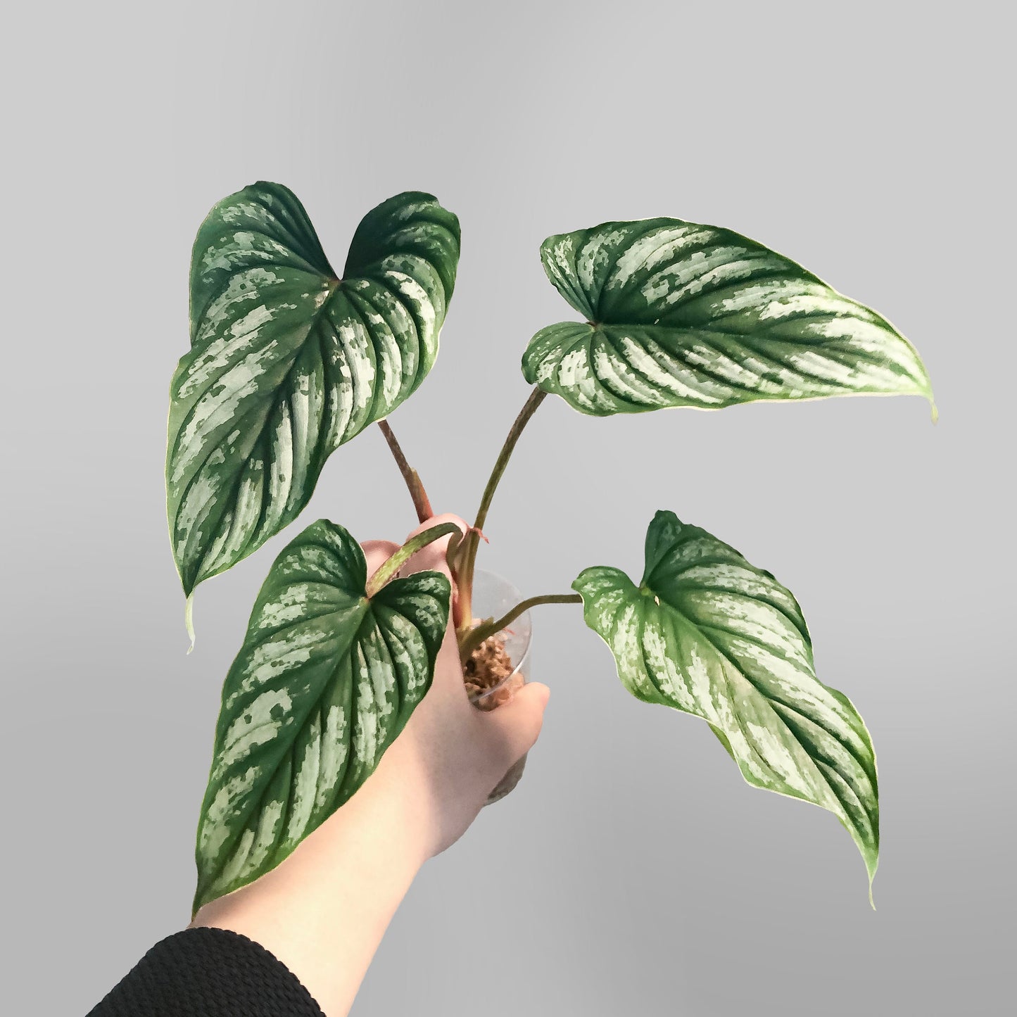 Philodendron Mamei FREE US SHIPPING