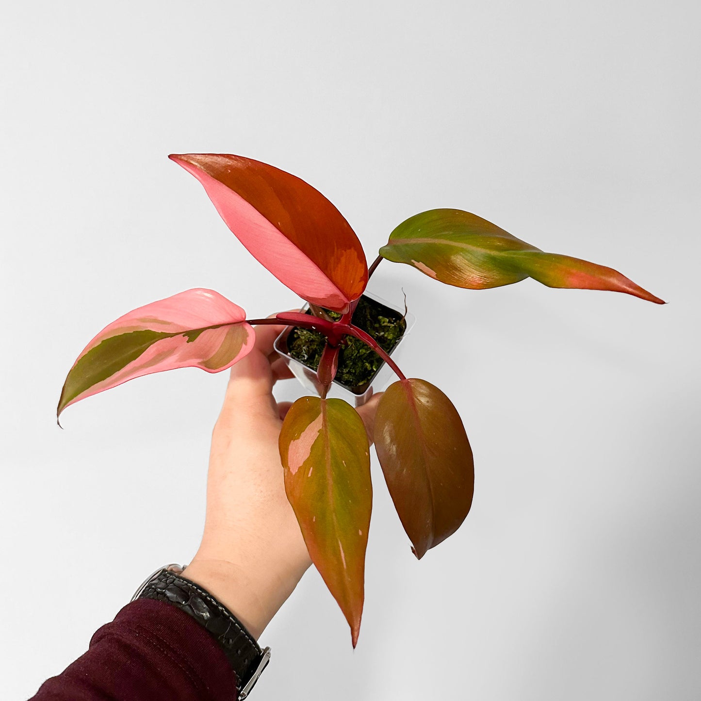 Philodendron Persimmon Princess