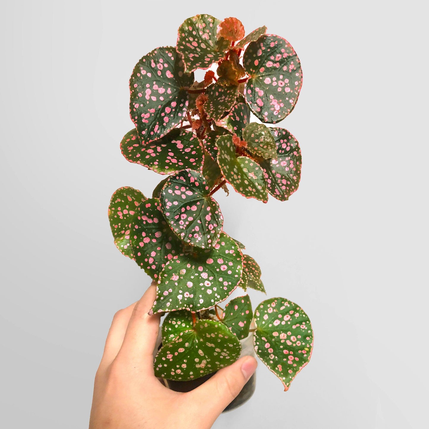 Begonia Muara Waha Terrarium Culture