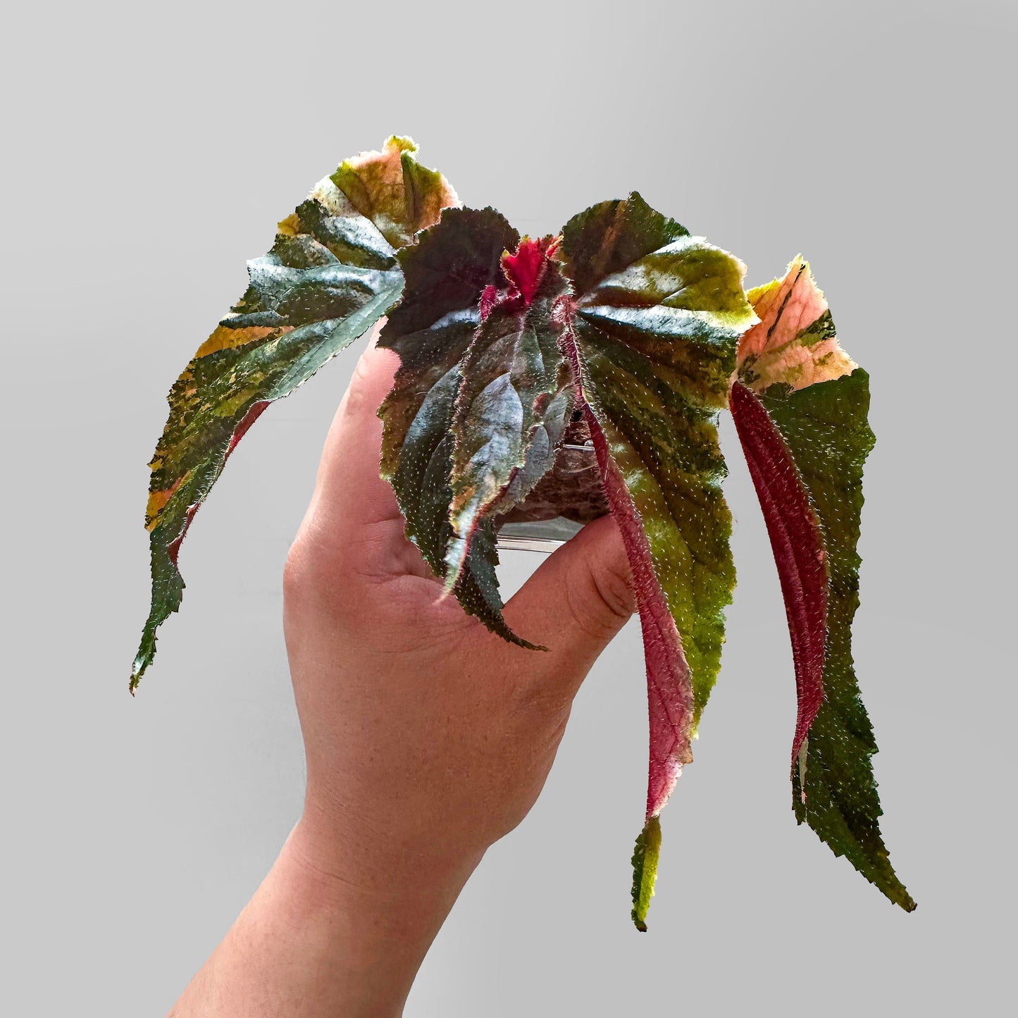 Begonia 'Ginny Galaxy'