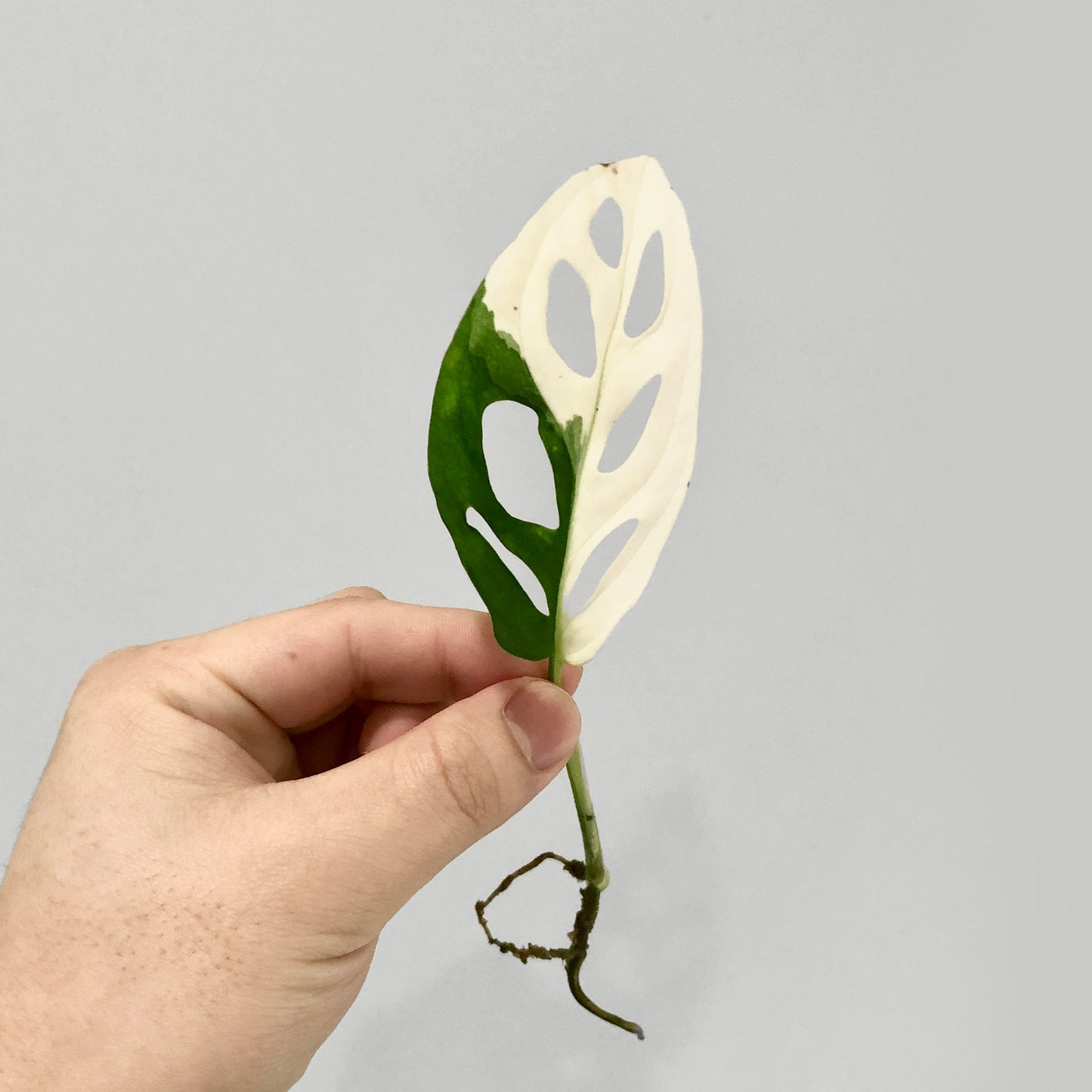 Monstera Adansonii Albo Variegated Japanese Tricolor