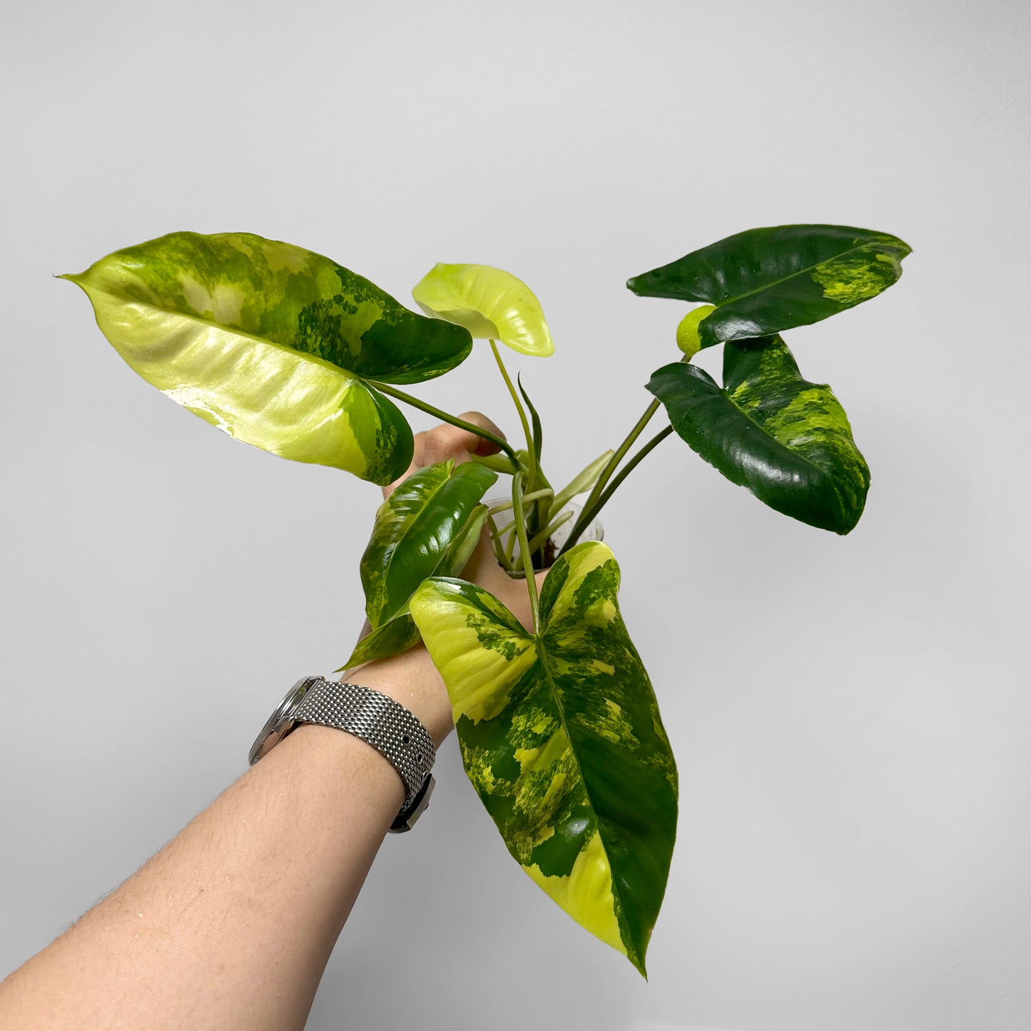 Philodendron Burle Marx Variegated