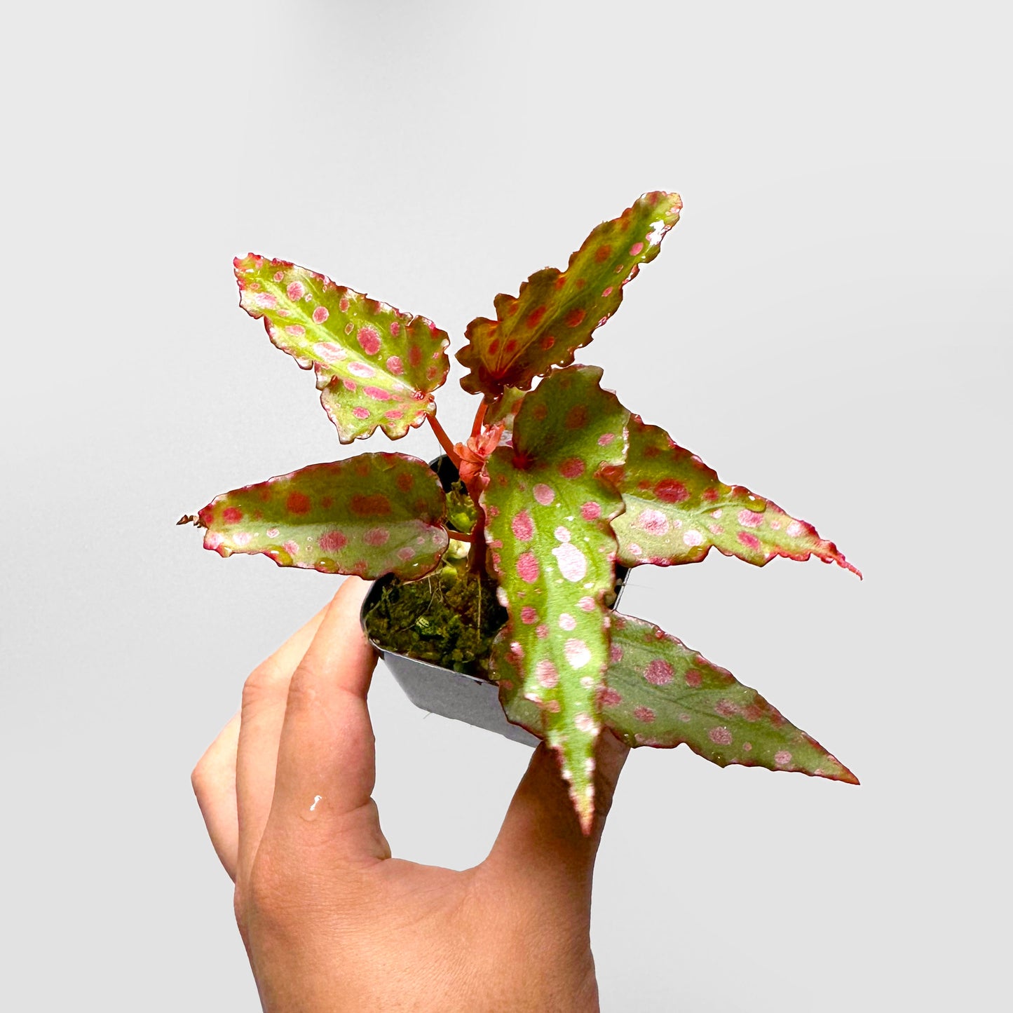 Begonia Malachosticta x Amphioxus Terrarium Culture
