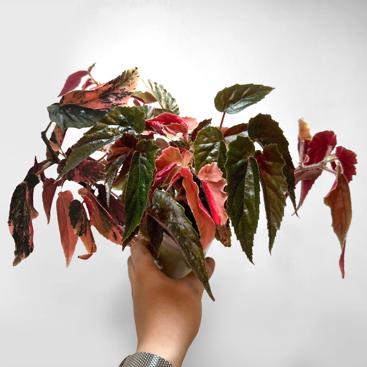 Begonia 'Ginny Galaxy'
