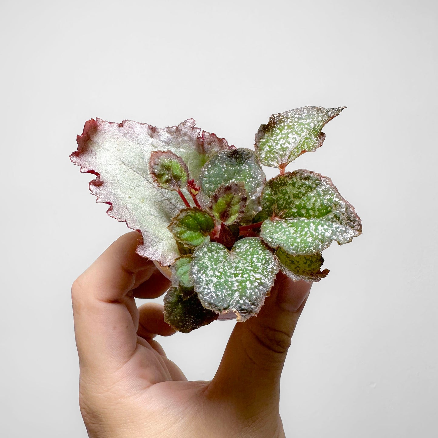 Begonia 'Glamorous'