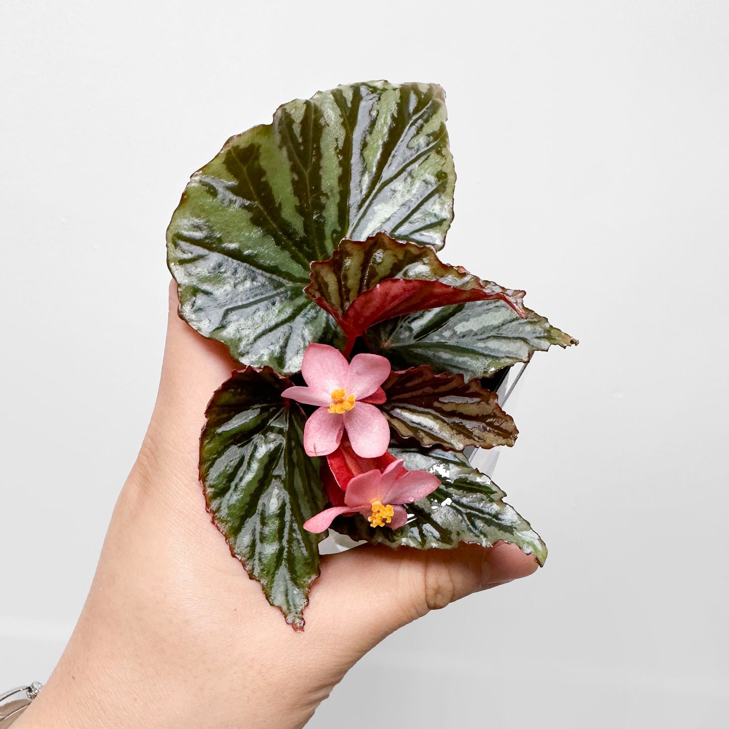 Begonia U682 'Irian Jaya'