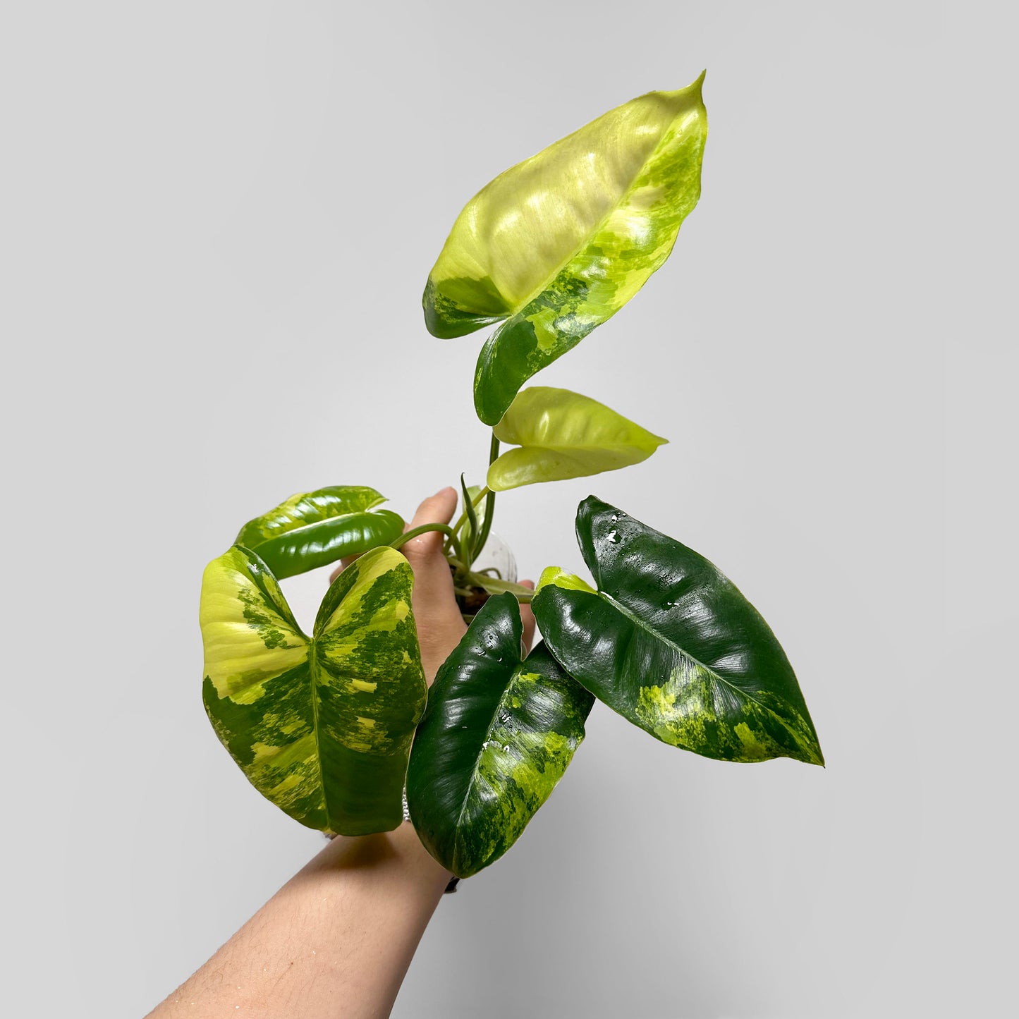 Philodendron Burle Marx Variegated