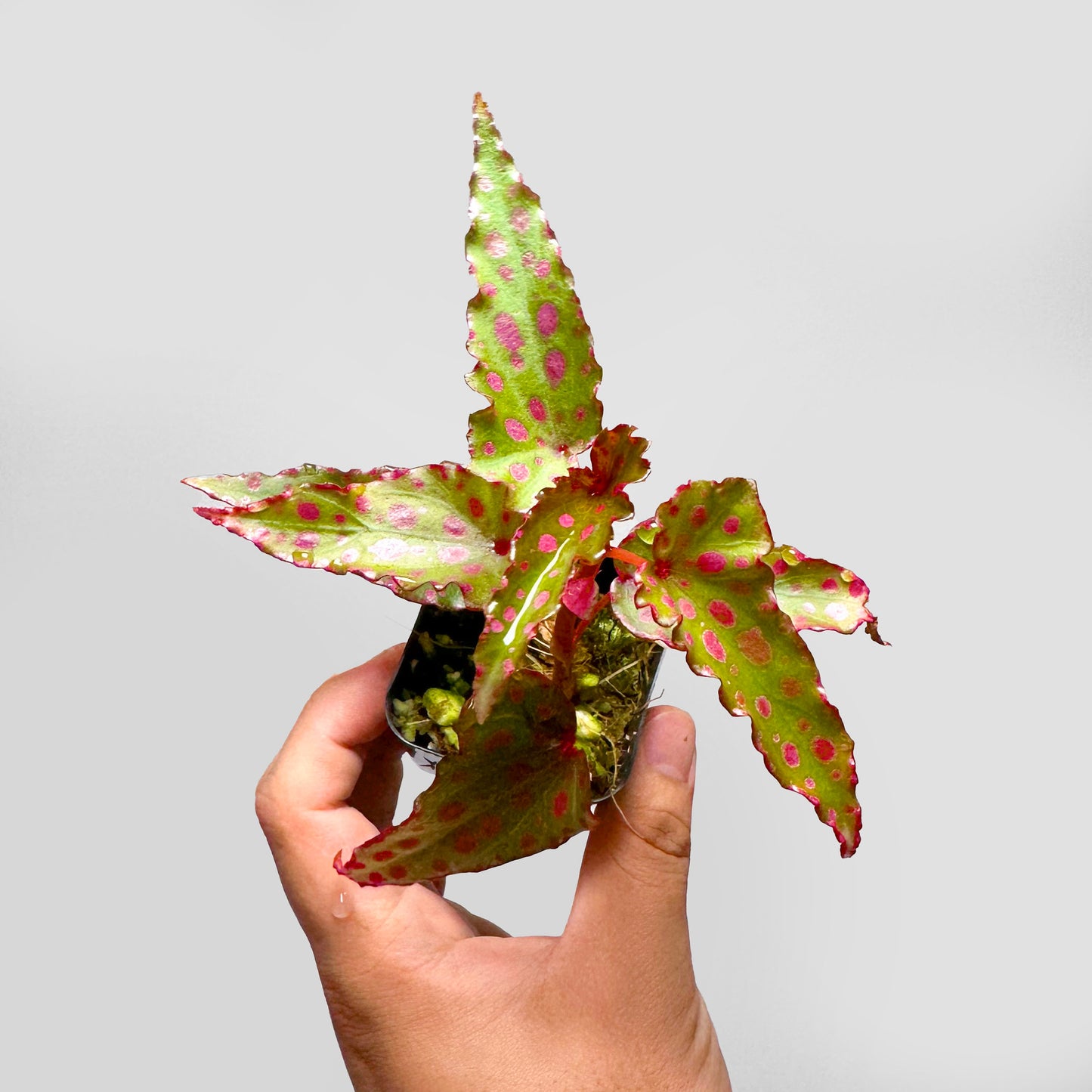 Begonia Malachosticta x Amphioxus Terrarium Culture