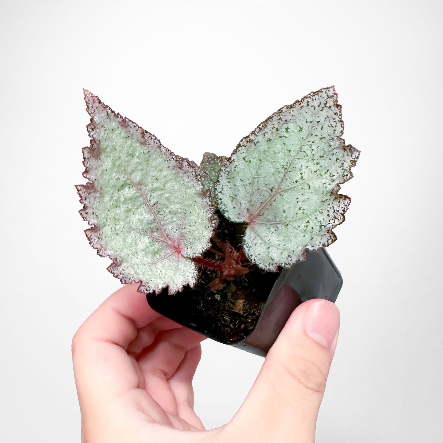 Begonia 'Glamorous'