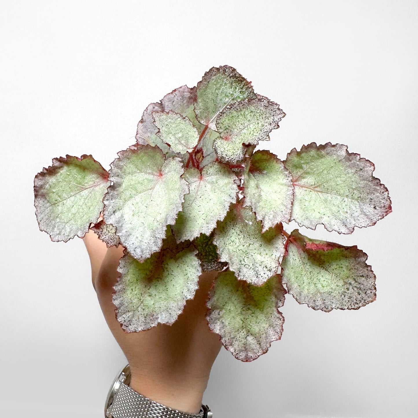 Begonia 'Glamorous'