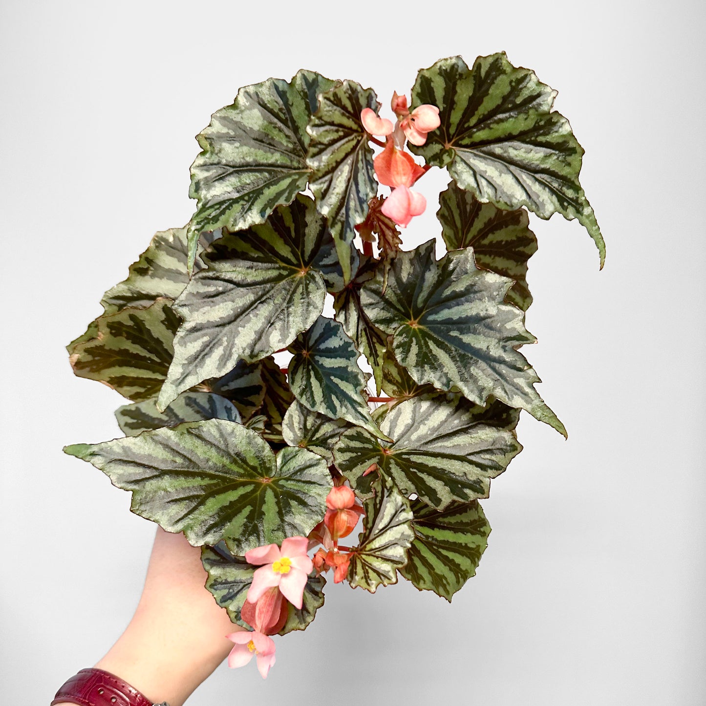 Begonia U682 'Irian Jaya'