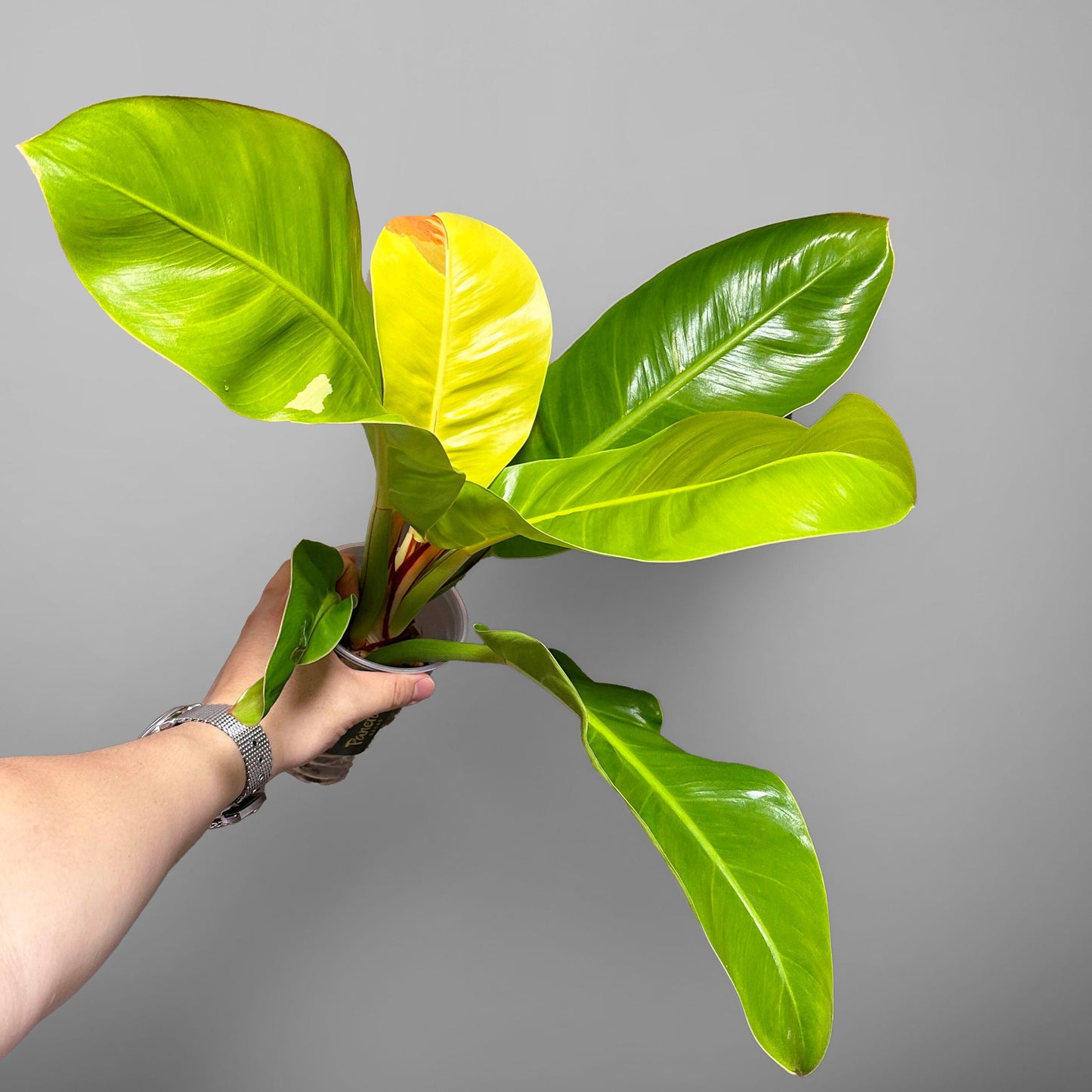 Philodendron Red Moon US Seller