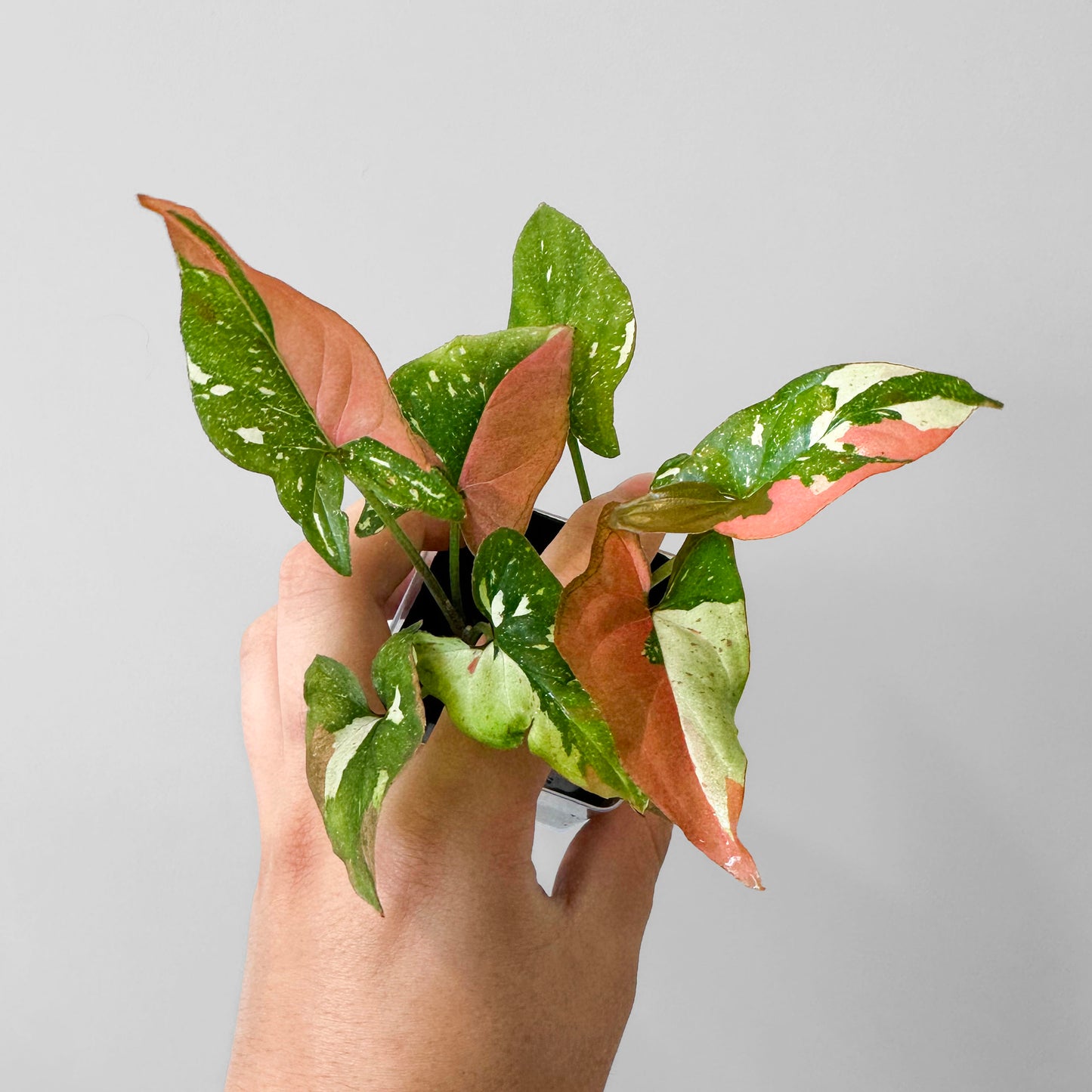 Syngonium Red Spot Tricolor US Seller