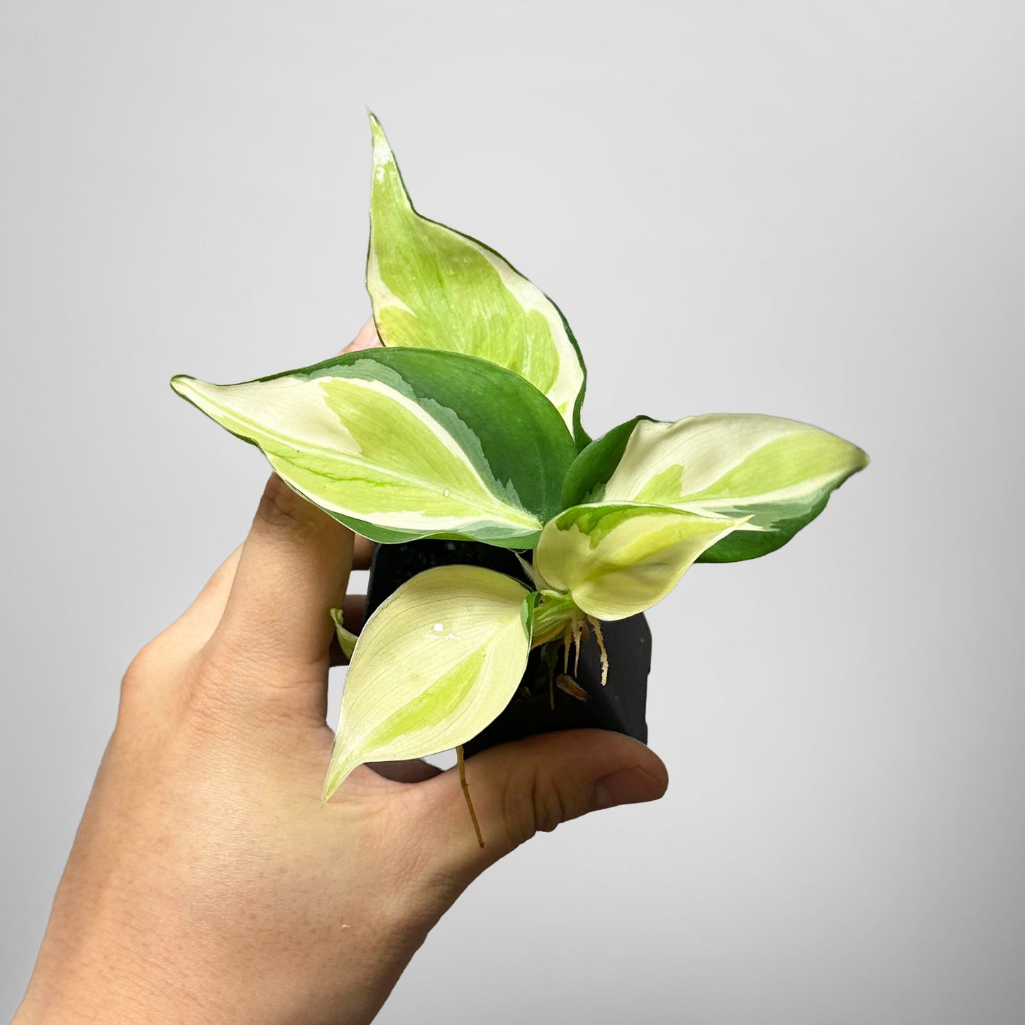 Philodendron Gabby