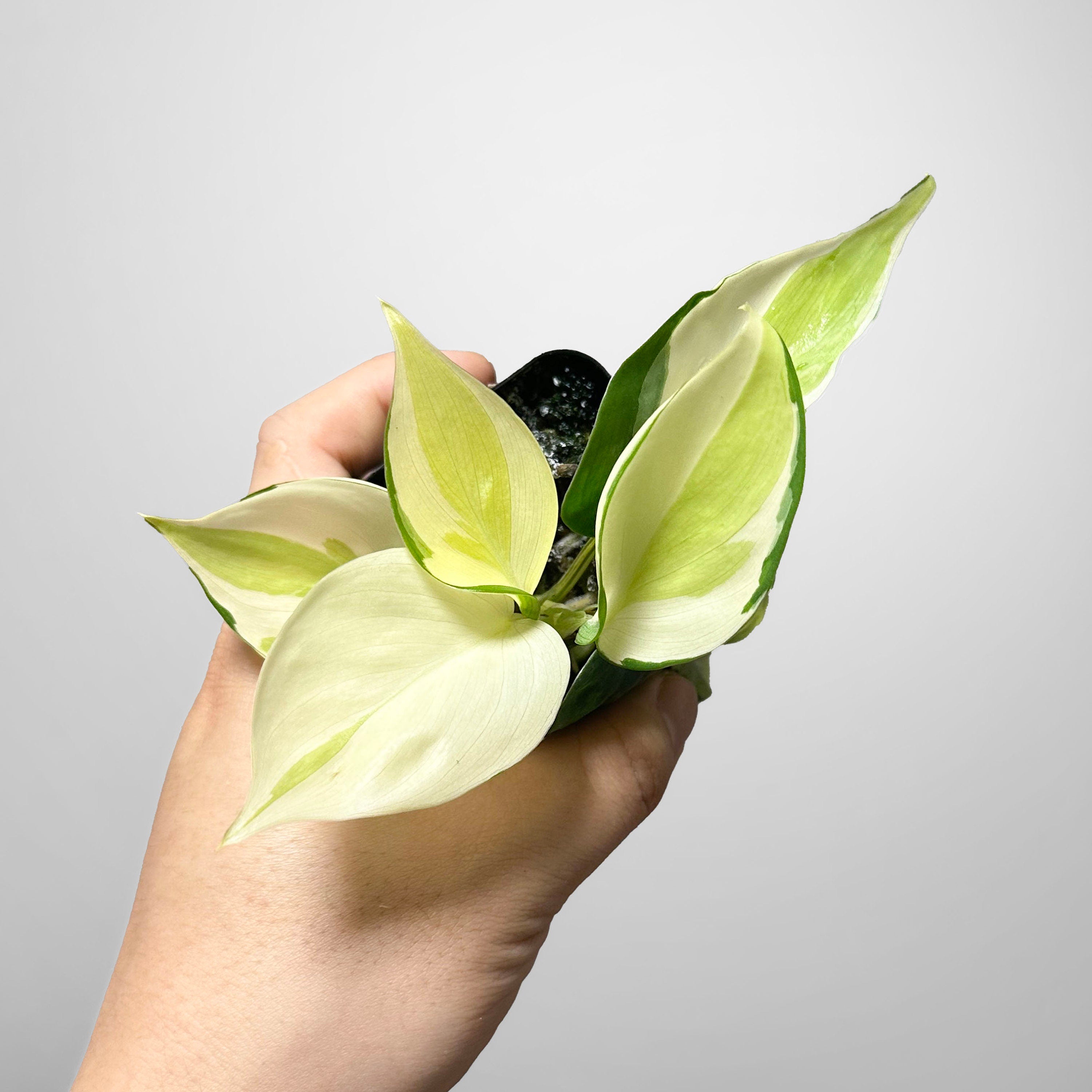 philodendron gabby gabriella Philodendron Gabby