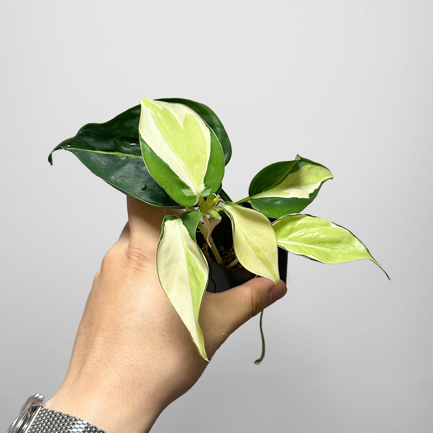 Philodendron Gabby