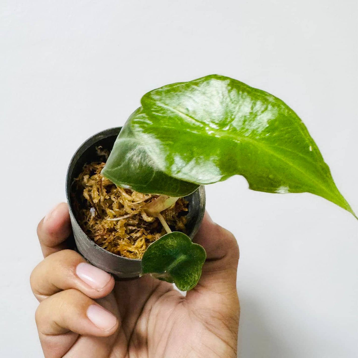 Alocasia Venom PREORDER