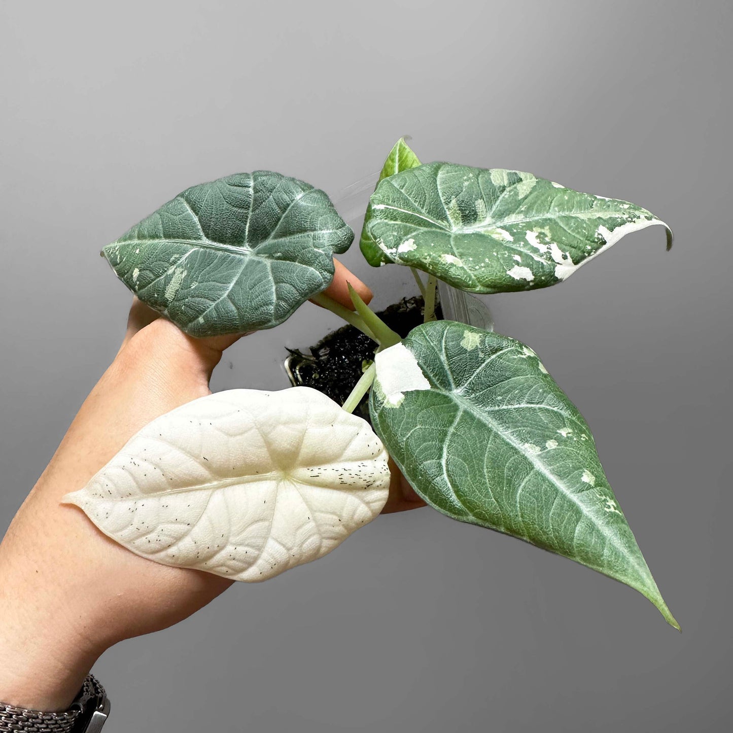 Alocasia Maharani Variegated