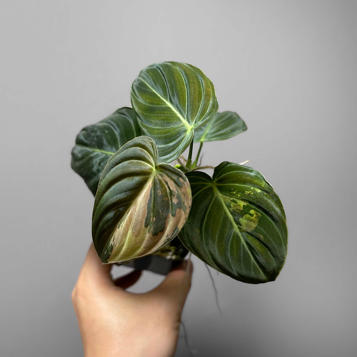 Philodendron Melanochrysum Variegated