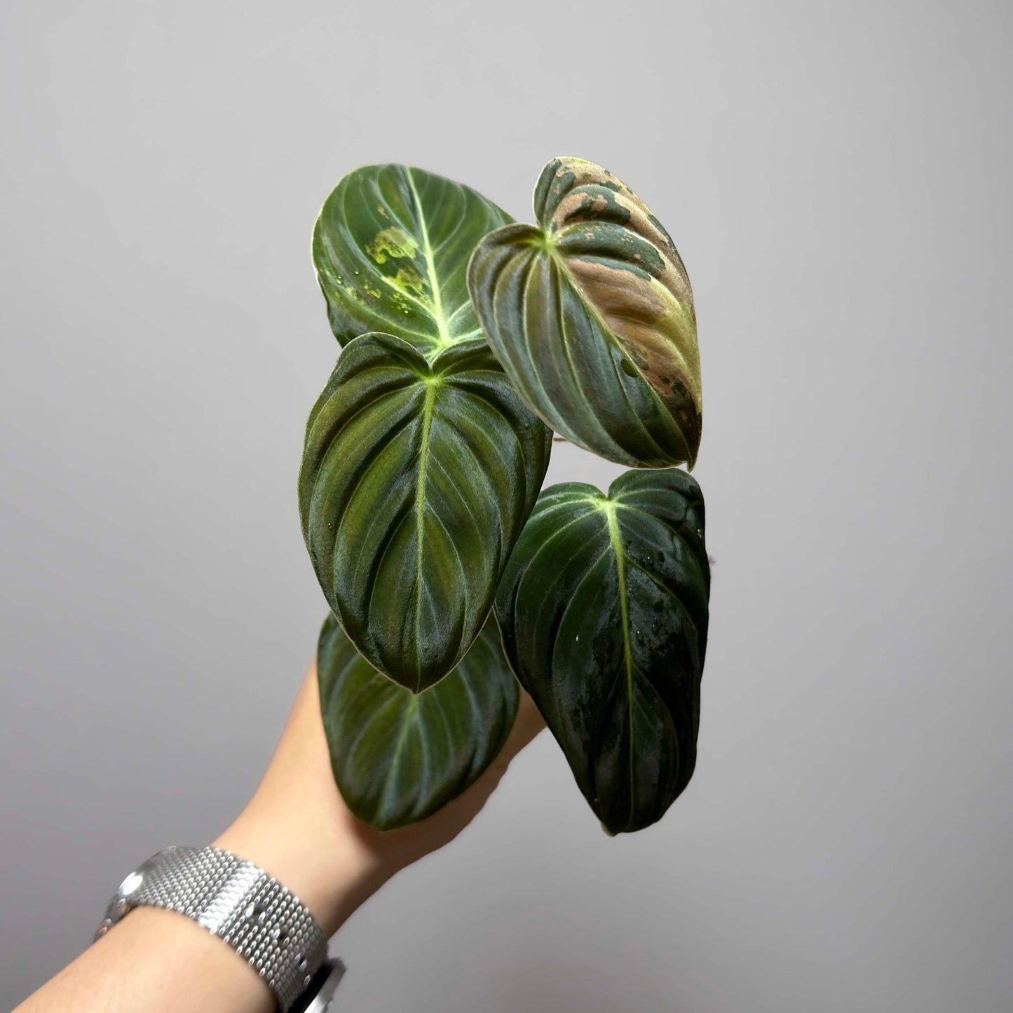 Philodendron Melanochrysum Variegated