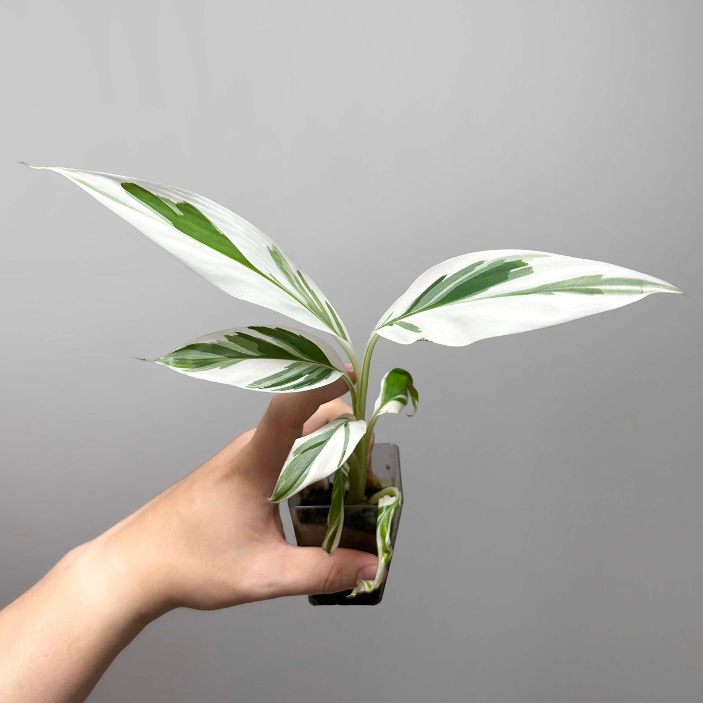 Musa Florida Variegated Banana Tree
