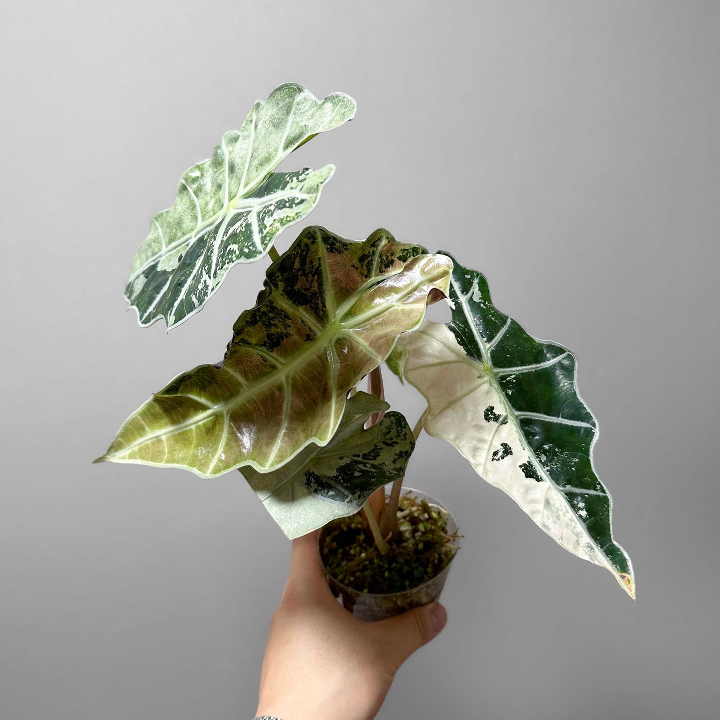 Alocasia Amazonica Variegated