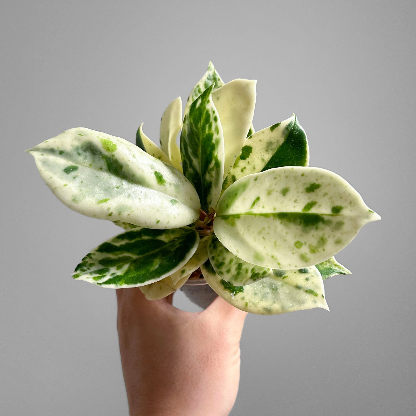 Hoya Carnosa Madara 'Snow Angel'