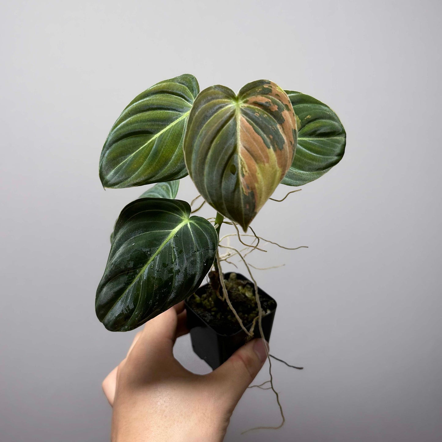 Philodendron Melanochrysum Variegated