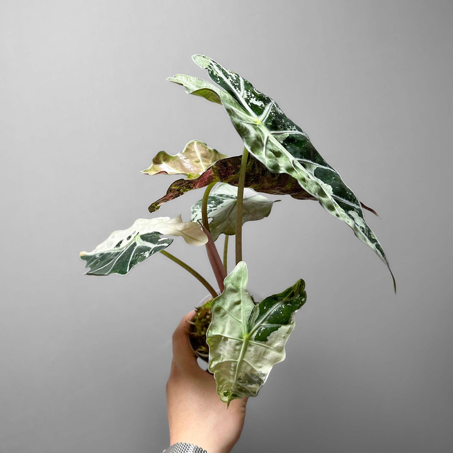 Alocasia Amazonica Variegated