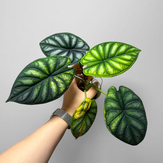 Alocasia Dragon Scale Variegated Sport