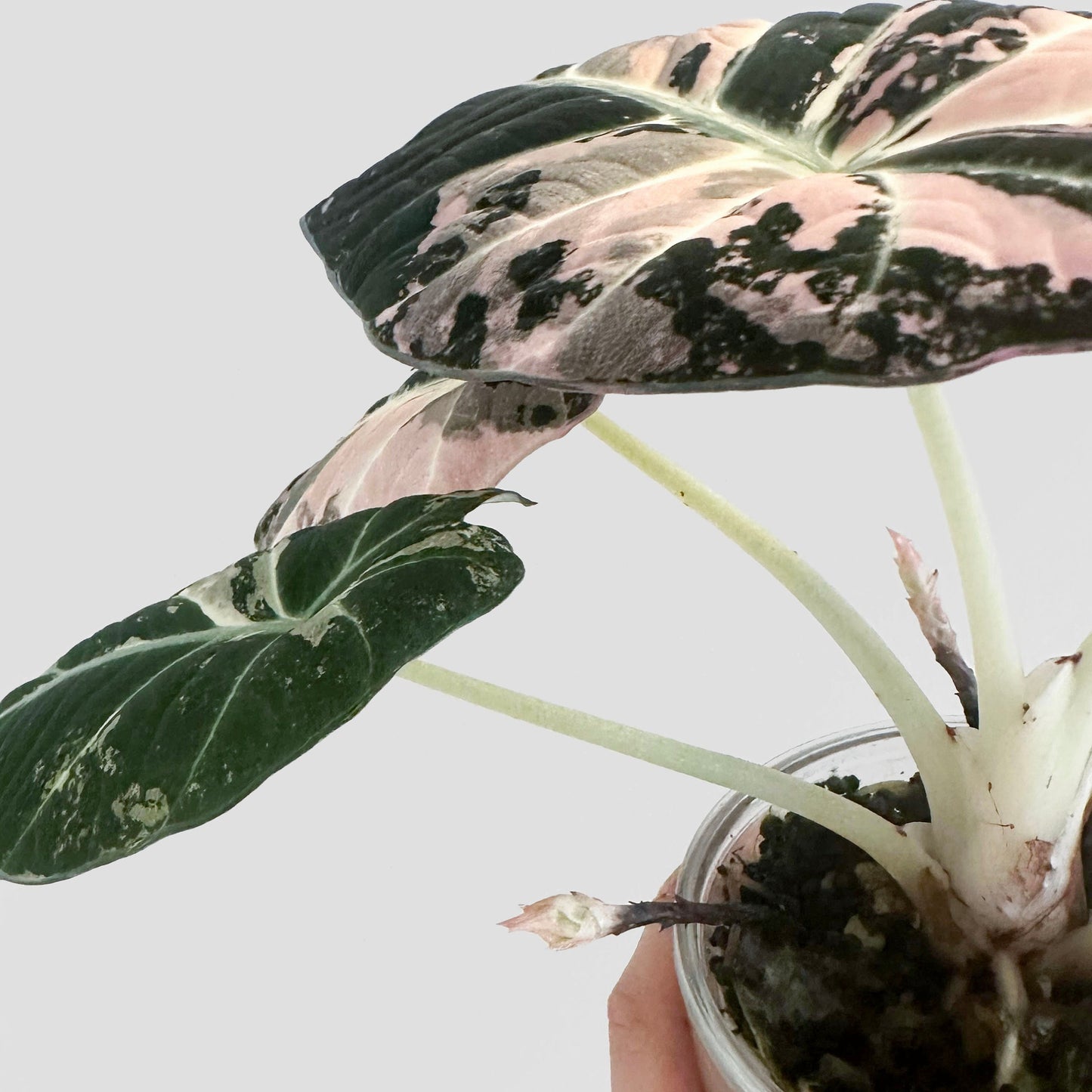 Alocasia Black Velvet Pink Variegated Corm
