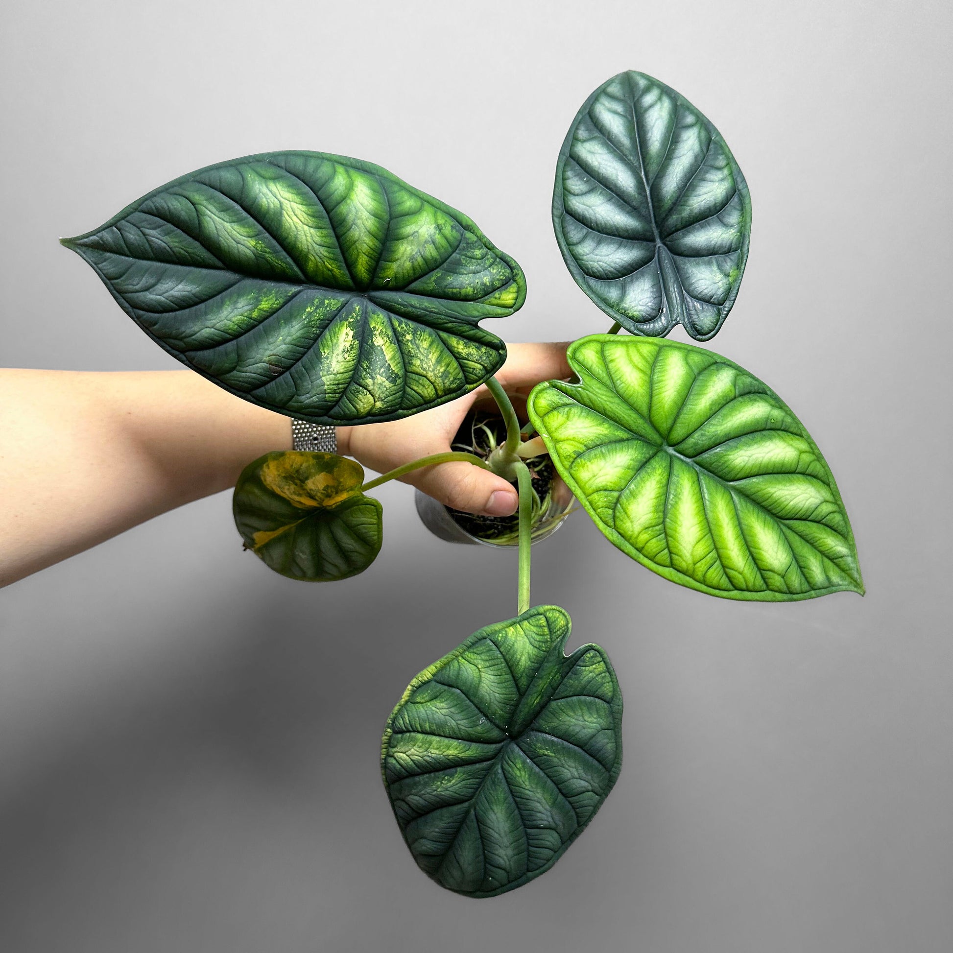 Alocasia Dragon Scale Variegated Sport