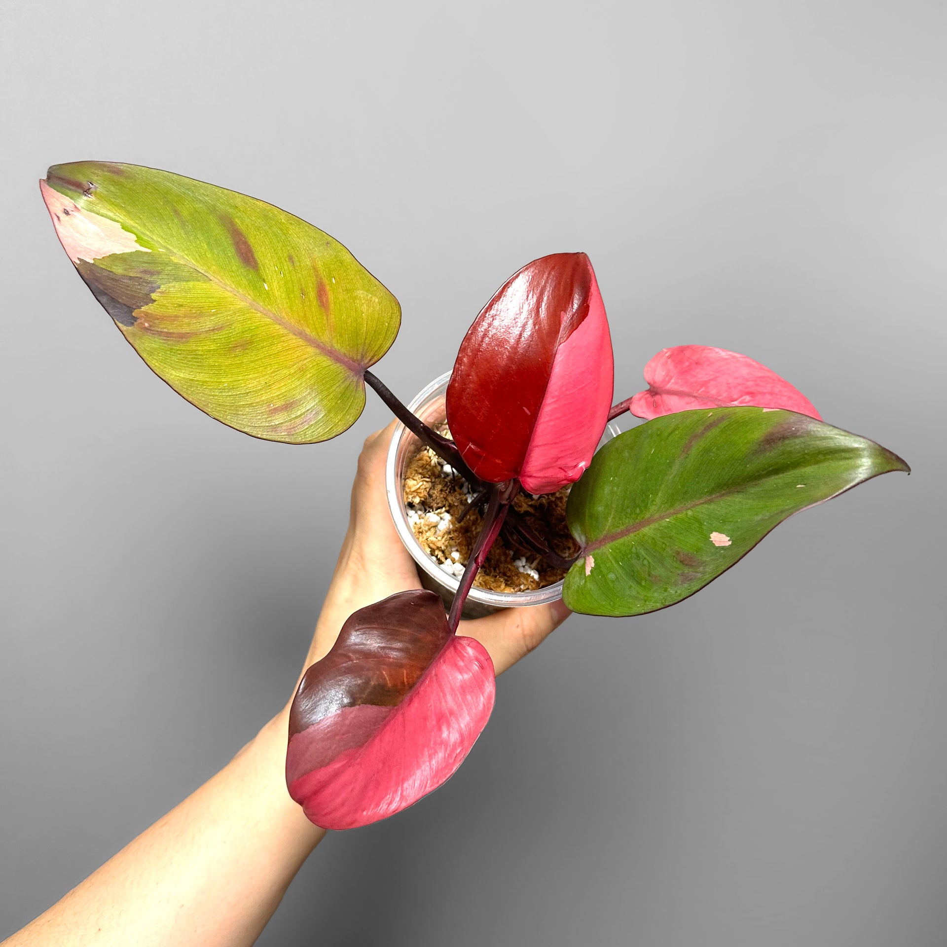 red camellia plants Camellia japonica 'Royal Velvet Variegated' – Garden Treasures Nursery main image 0