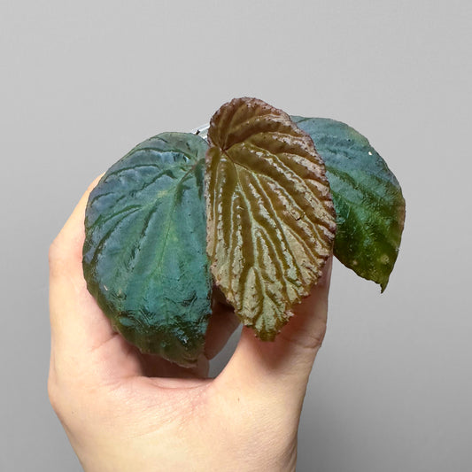 Begonia Metallicolor