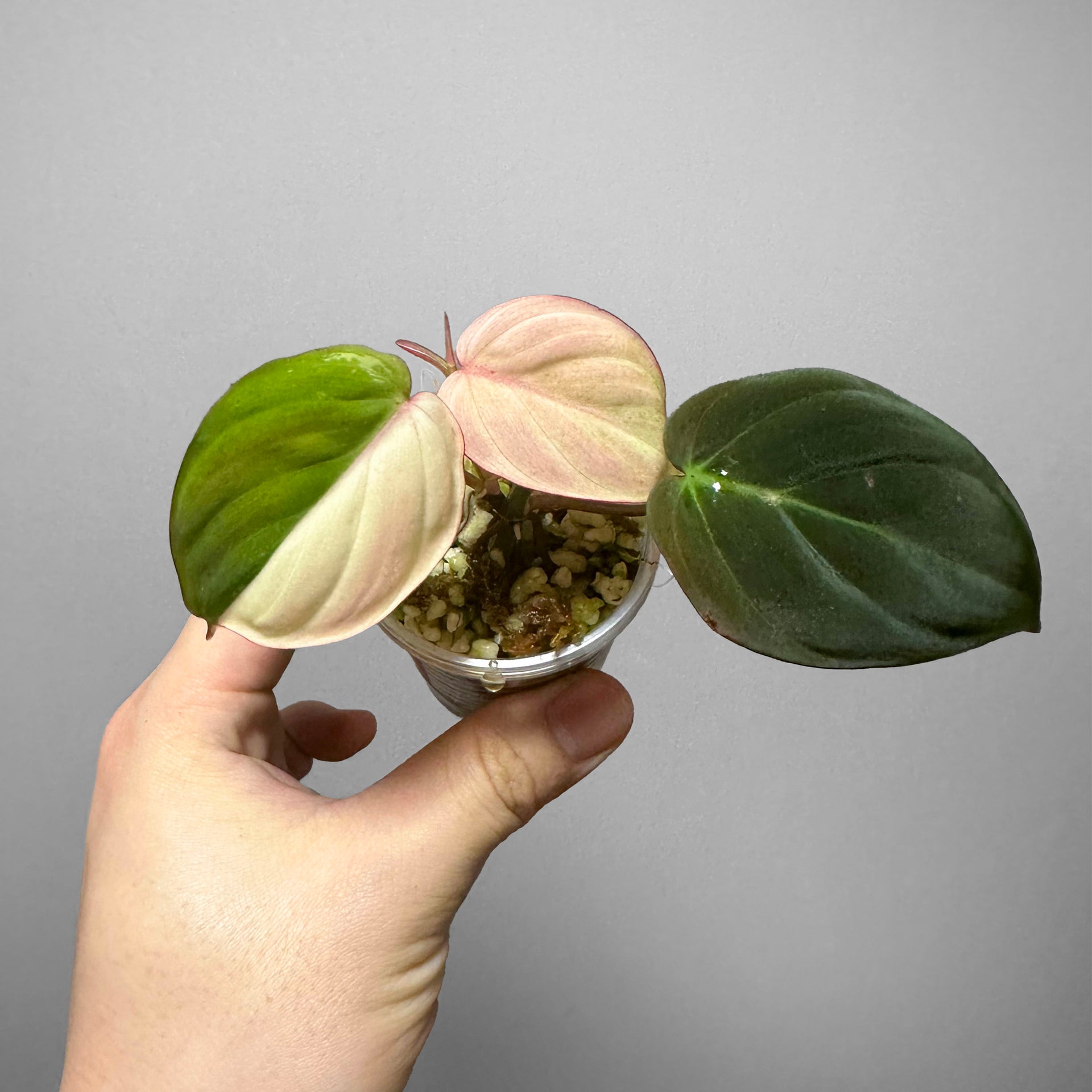 Philodendron Micans Albo/Pink Variegated (wk13-C)