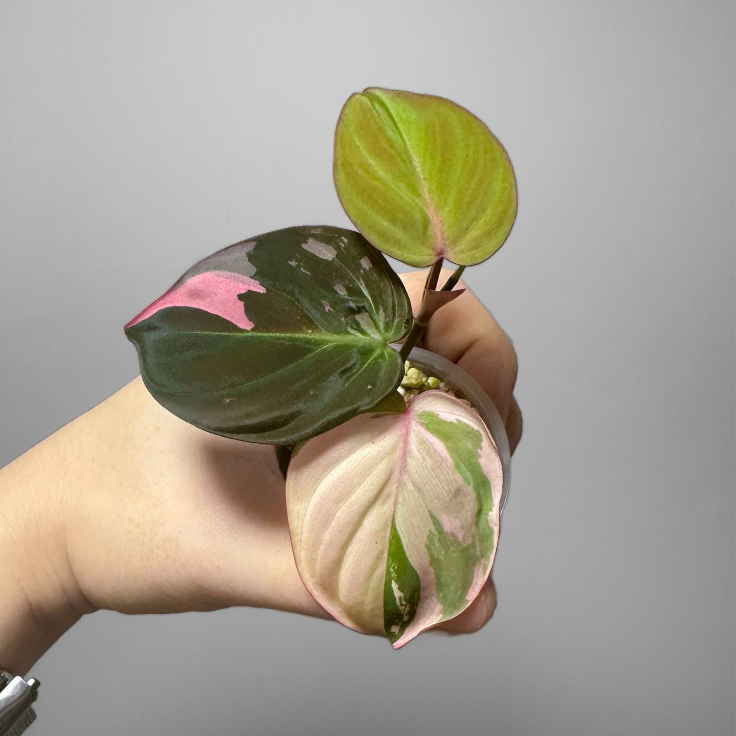 Philodendron Micans Pink Variegated