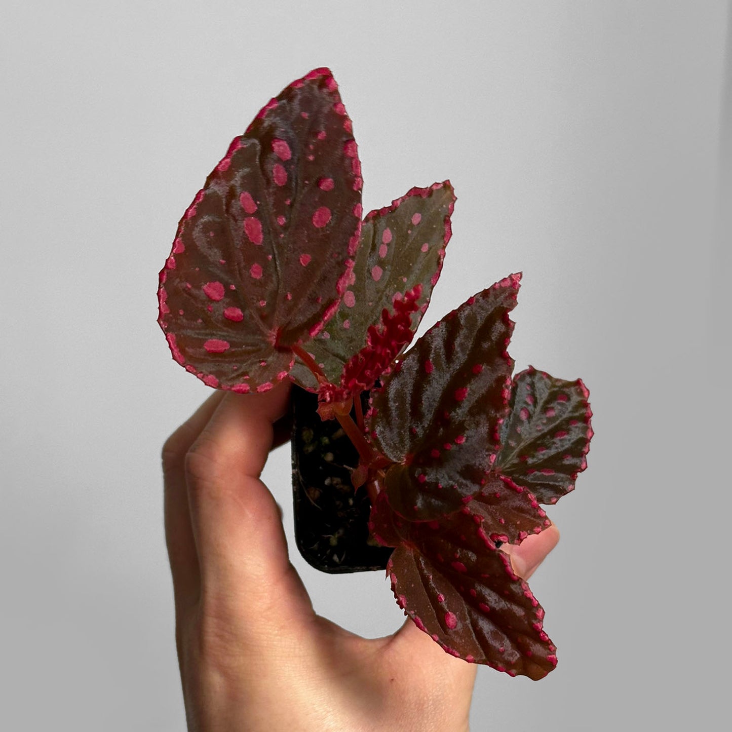 Begonia Negrosensis x Darthvaderiana 'GreenSpot'