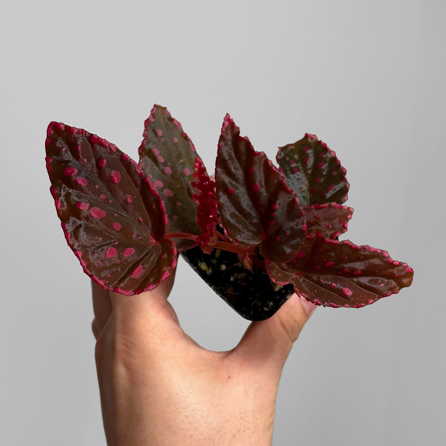 Begonia Negrosensis x Darthvaderiana 'GreenSpot'